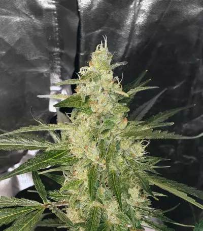 Bubble Bud (Blackskull Seeds) Cannabis-Samen
