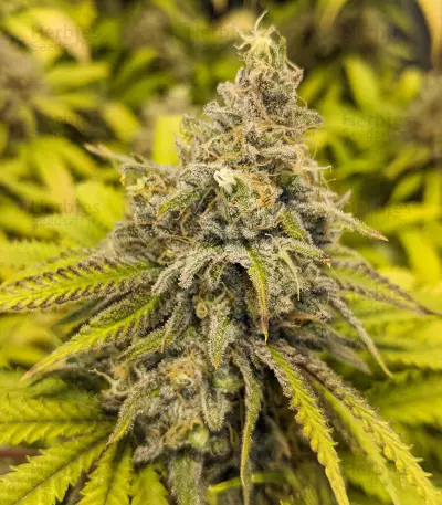 Critical Super Silver Haze (Delicious Seeds)