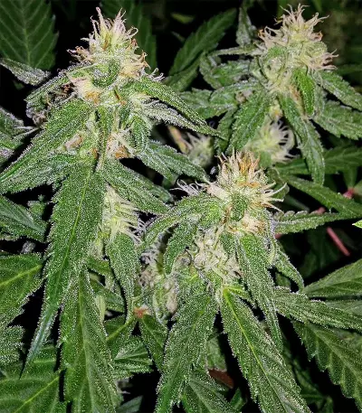 Durban Regular (CannaBioGen) Cannabis-Samen