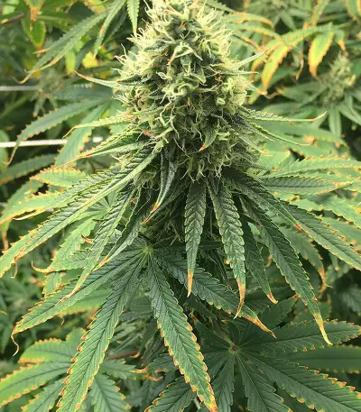 Gorilla Bomb (Bomb Seeds) Cannabis-Samen
