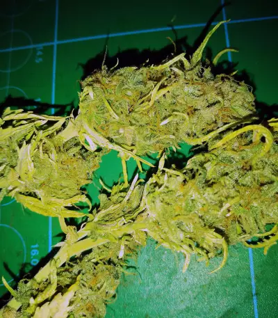 Girl Scout Cookies (Original Sensible Seeds) Cannabis-Samen