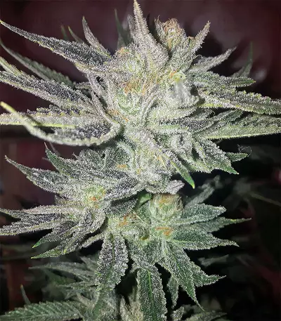 Gorilla x White Widow (Expert Seeds) Cannabis-Samen