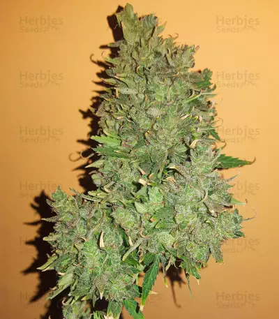 Hindu Kush (Sensi Seeds) Cannabis-Samen
