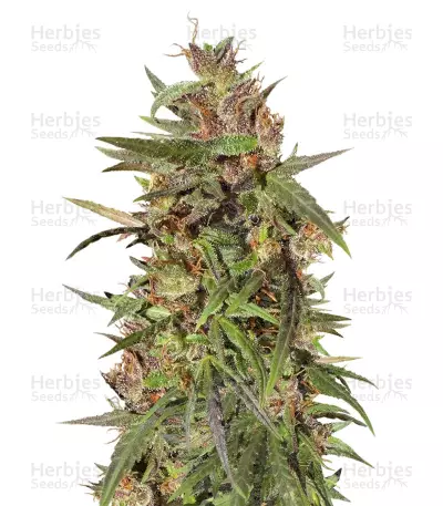 Honduras Regular (Ace Seeds) Cannabis-Samen