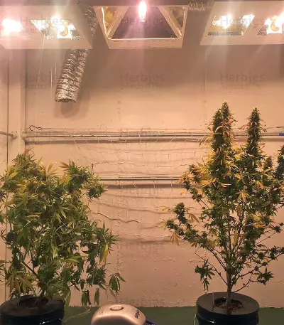 Kripple Roulette (Dr. Krippling Seeds) Cannabis-Samen
