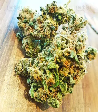 Kripple Roulette (Dr. Krippling Seeds) Cannabis-Samen
