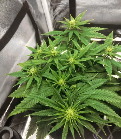 Kritikal Bilbo CBD (Genehtik Seeds) Cannabis-Samen
