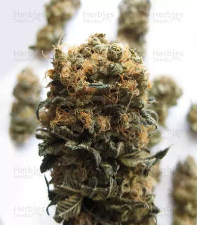 LA Widow (Kera Seeds) Cannabis-Samen