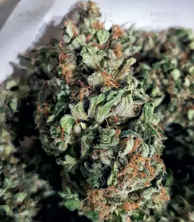 Lemon AK Auto feminisierte Samen (Fast Buds)