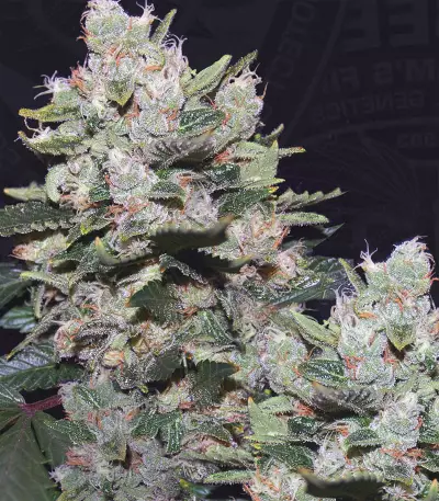M.O.B. (T.H. Seeds) Cannabis-Samen