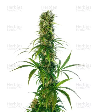 Michka regular (Sensi Seeds) Cannabis-Samen