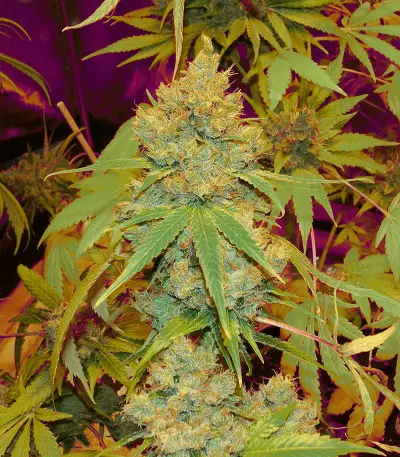 Orange Juice (Dinafem Seeds) Cannabis-Samen