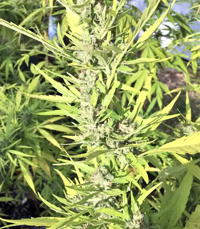 Panama Haze (Ace Seeds) Cannabis-Samen