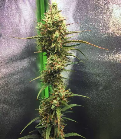 Pineapple Punch regular (Flying Dutchmen) Cannabis-Samen