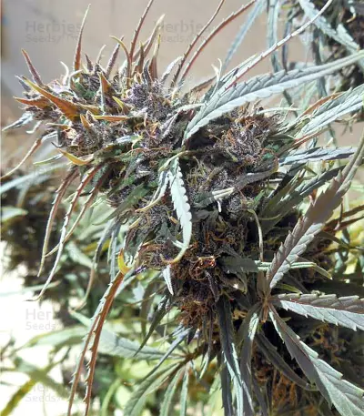 Purple Haze x Malawi (Ace Seeds) Cannabis-Samen