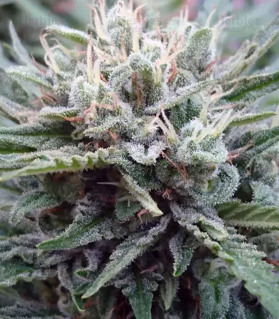 Sucker Punch Auto (Auto Seeds) Cannabis-Samen