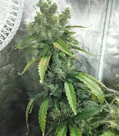 Super Skunk (Seedstockers) Cannabis-Samen