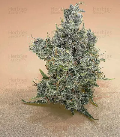 Tikal (Ace Seeds) Cannabis-Samen