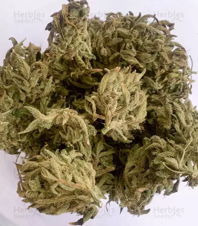 Ak Automatic (BlimBurn Seeds) Cannabis-Samen