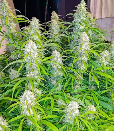 Black Herer Autoflower feminisierte Samen (EGS)