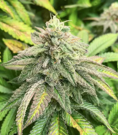 Bruce Banner # feminisierte Samen (AlphaFem Seeds)