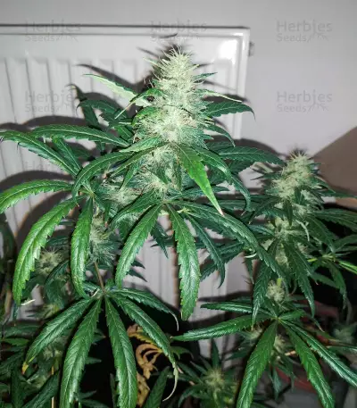 Buddha Haze (Big Buddha Seeds) Cannabis-Samen