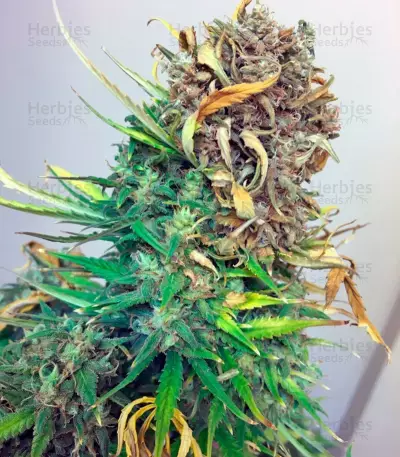 Exodus Cheese Auto (GHS) Cannabis-Samen