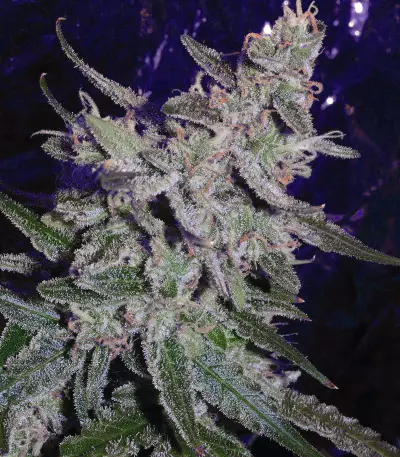 O.G. Kush Autoflower feminisierte Samen (Seedstockers)