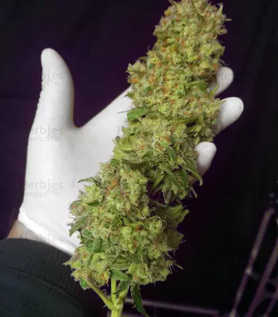 GG#4 Original Glue (Cali Buds Seeds) Cannabis-Samen