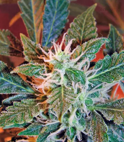 Jack Herer (GHS) Cannabis-Samen