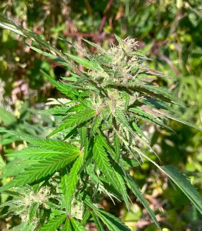 Jealousy Kush feminisierte Samen (Seedkeepers)