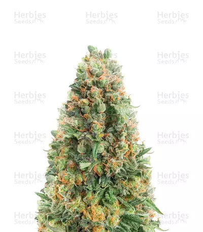 Kukulkán (Pyramid Seeds) Cannabis-Samen