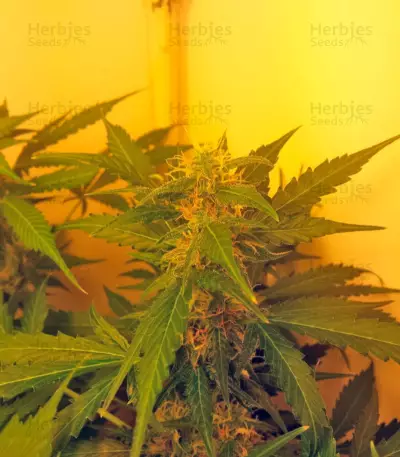 Northern Lights Auto (GHS) Cannabis-Samen