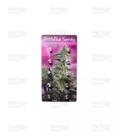 Buddha Quasar (Buddha Seeds) Cannabis-Samen