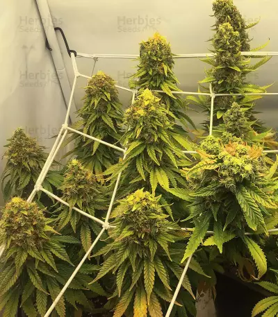 Sour Diesel feminisierte Samen (Barney’s Farm)
