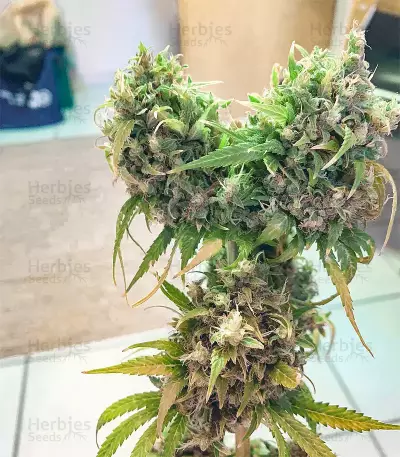 Arjan's Strawberry Haze (GHS) Cannabis-Samen