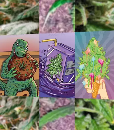 Auto Mix Pack #1 feminisierte Samen (Herbies Seeds)