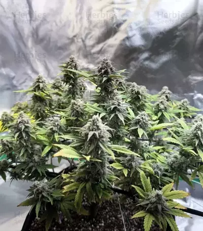 Banana Punch Samen feminisiert (Barney's Farm)