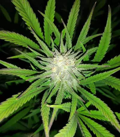 Brains Damage (K.C. Brains Seeds) Cannabis-Samen