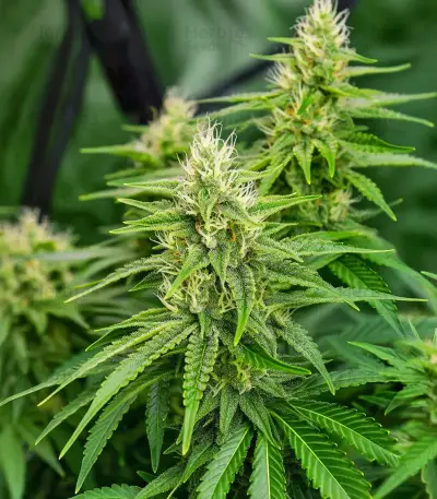 California Orange Cheese (Big Buddha Seeds) Cannabis-Samen