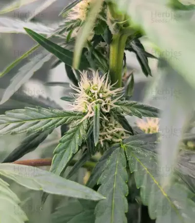 Candy Cane Mango Autoflower feminisierte Samen (Seedkeepers)