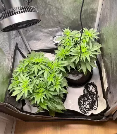 Cherry Gar-see-yaa feminisierte Samen (Ethos Genetics)
