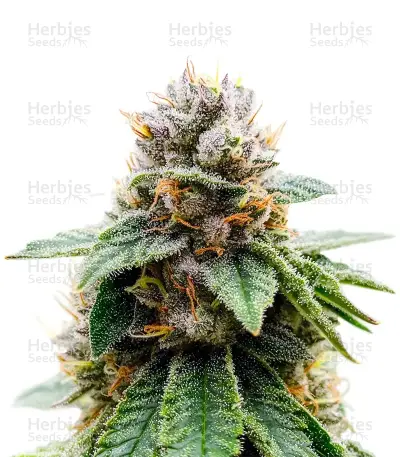 Colorene Kush (Cali Connection Seeds)