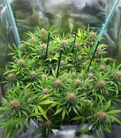 Durban Poison Autoflower feminisierte Samen (Seedkeepers)