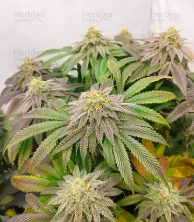 Ghost Train Power feminisierte Samen (Original Sensible Seeds)