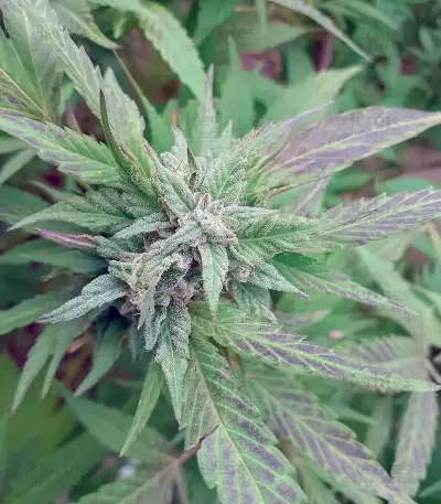 Golosa (Delicious Seeds) Cannabis-Samen