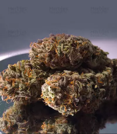 Granddaddy Purple feminisierte Samen (Blimburn Seeds)