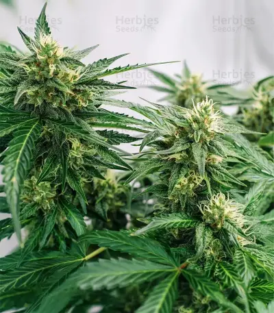 K.C. 48 Auto (K.C. Brains Seeds) Cannabis-Samen