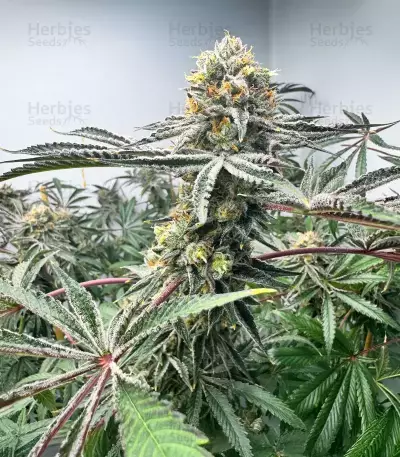 Lemon Jack Autoflower feminisierte Samen (Seedkeepers)