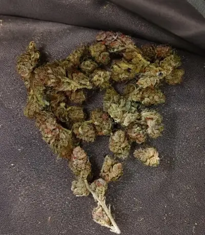 Mango Cherry Runtz Auto (Fast Buds)